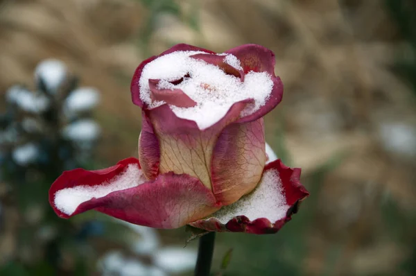 Rote Rosen Winter Weißer Schnee Auf Rosenblättern — Stockfoto