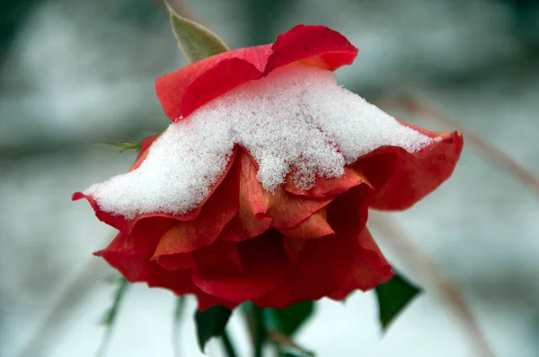 冬に赤いバラ バラの花びらに白い雪 — ストック写真