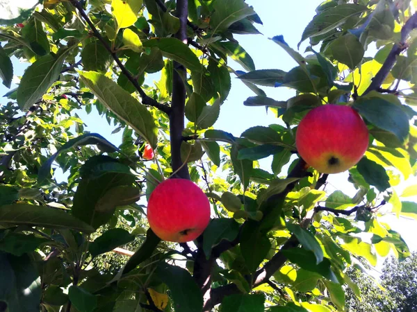Яблоко на дереве — стоковое фото