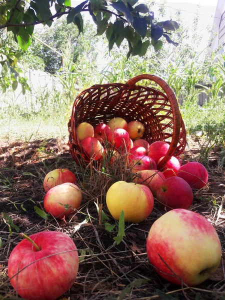 Sepetteki elmalar — Stok fotoğraf