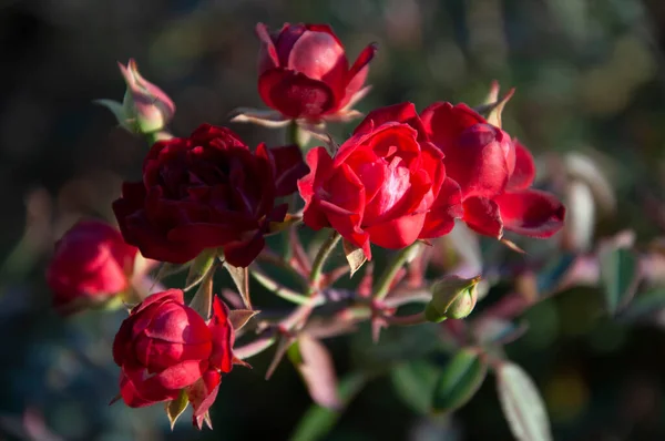 Bush aus roten Rosen — Stockfoto