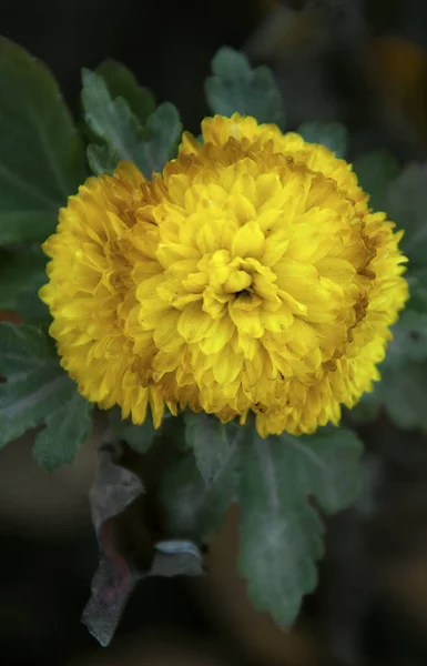 Crisantemo amarillo con hojas verdes. — Foto de Stock