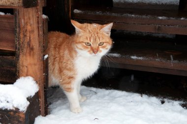 Karda kırmızı kedi.