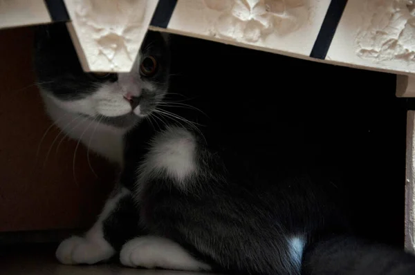 Katt under öppna spisen — Stockfoto