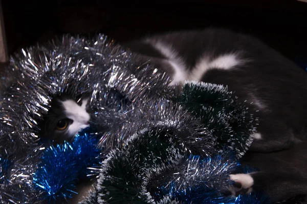 Macska karácsony tinsel — Stock Fotó