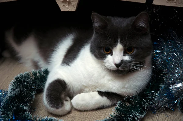 Noel süslü kedi. — Stok fotoğraf