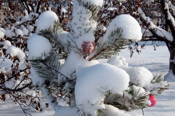 Piccolo abete ricoperto di neve — Foto Stock