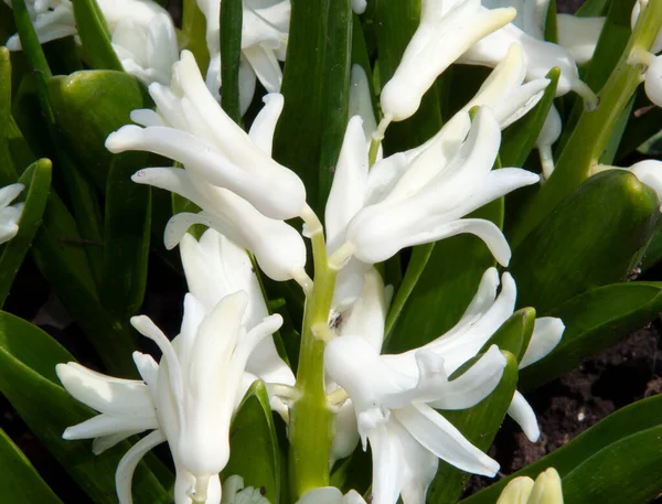 Weiße Hyazinthenblüte — Stockfoto