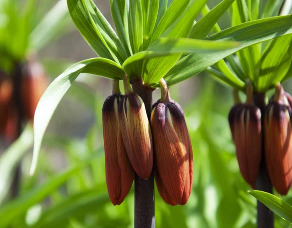 Blume Haselhuhn imperial — Stockfoto