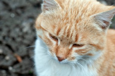 Kırmızı kedi yaklaş.