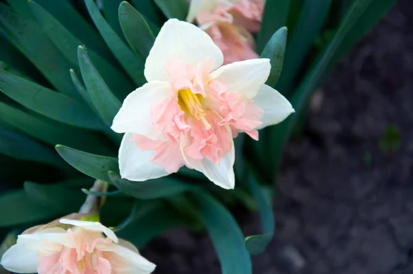 Narcissus Flower Pink Wonder — Stock Photo, Image