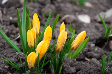 Sarı tarla çiçekleri