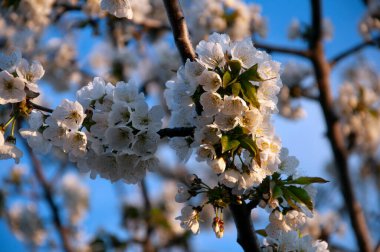 Çiçek açan kiraz dalı