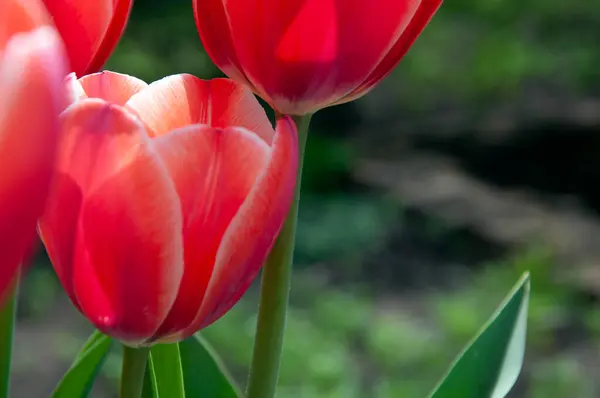 Rote Tulpen aus nächster Nähe — Stockfoto