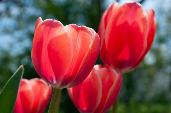 Tulipes rouges fermer — Photo