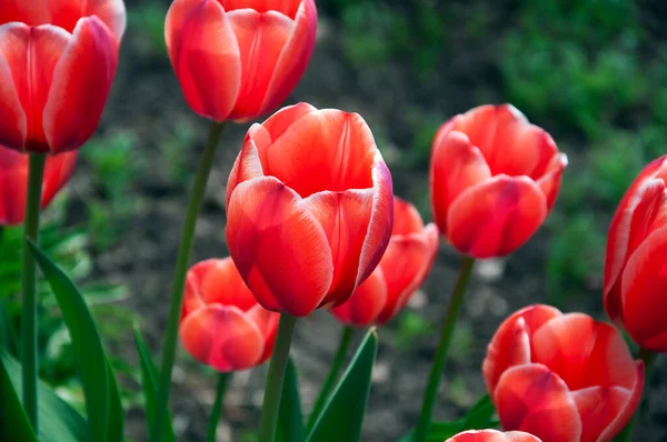Tulipes rouges fermer — Photo