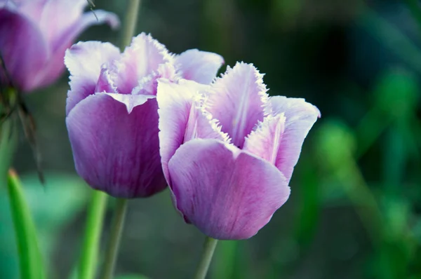 Tulipes lilas délicates — Photo