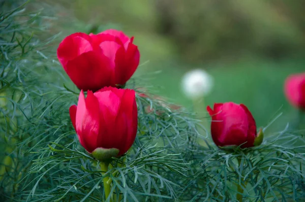 Pivoine à feuilles minces sur fond d'épine-vinette — Photo