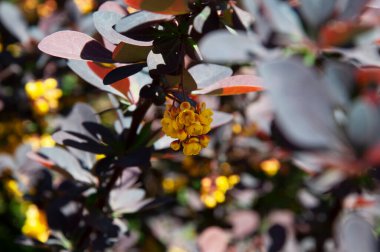 Çiçekli böğürtlen çalısı