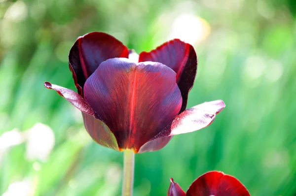 Dunkle Tulpe aus nächster Nähe — Stockfoto