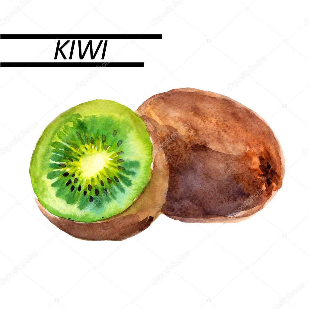 Kiwi  watercolor. Hand drawn watercolor painting on white background. Watercolor illustration.