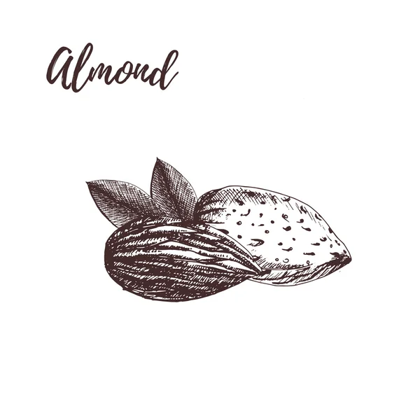 Croquis dessiné à la main aux amandes. Illustration vectorielle . — Image vectorielle