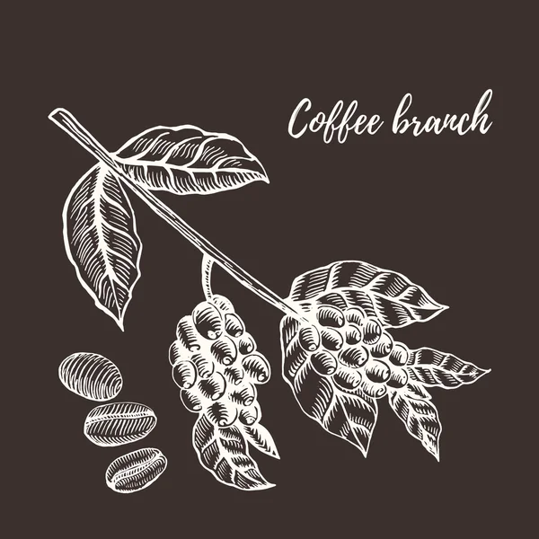 Rama de café con bayas. Ilustración vectorial dibujada a mano . — Archivo Imágenes Vectoriales