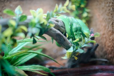 Yeşil yılan bir ağaç üzerinde uyuyor