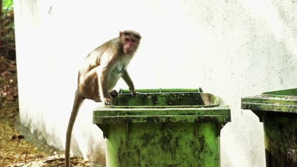 Mono sacando comida del cubo de basura — Vídeo de stock