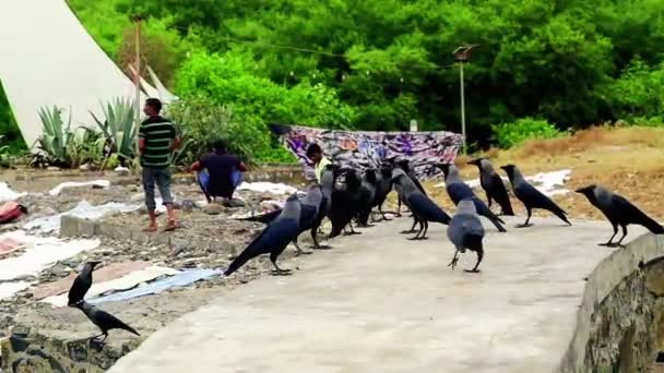 Sebuah kerumunan Ravens di White Monument Wall dekat Bandstand di Mumbai, India — Stok Video