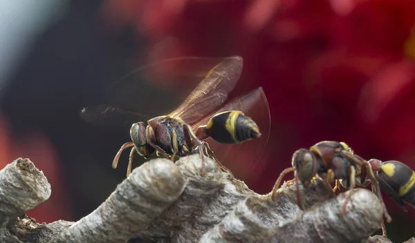 Wasp 160224 A — Stok fotoğraf