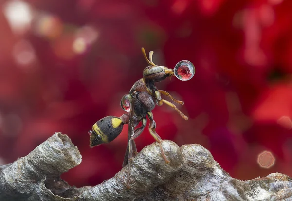 Wasp Blowing Water Droplet 160224A — Stock Photo, Image