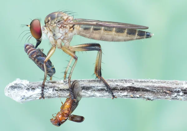 Robber Fly With Prey 160307A — Stock Photo, Image