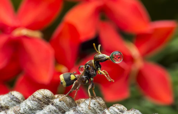 Wasp Blowing Water Droplet 160307 c — Stock Photo, Image