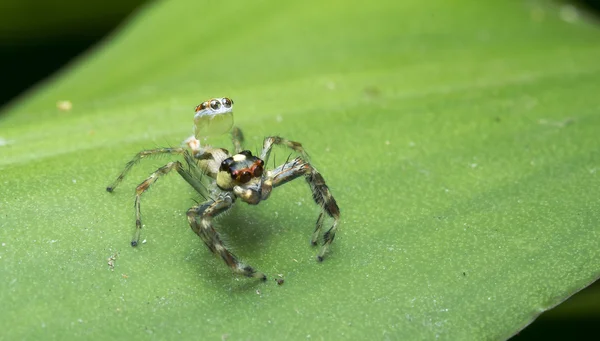 A Molting Spider 160309B — стоковое фото