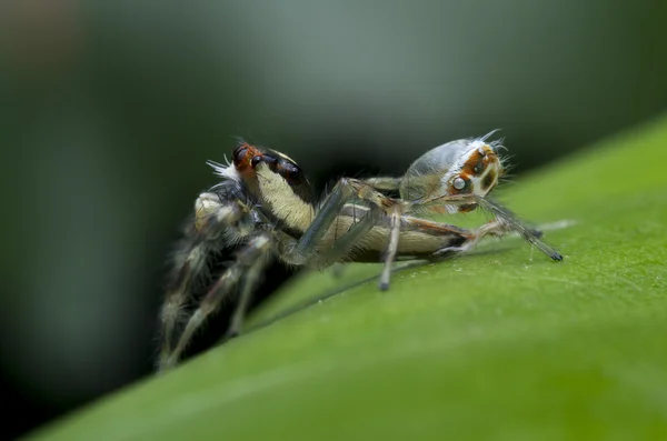 Uma Aranha Moulting 160309A — Fotografia de Stock