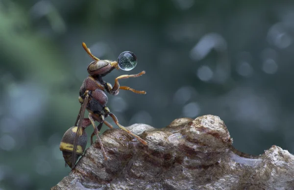 Wasp Blow  Water Droplet 160213D — Stock Photo, Image