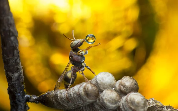 Wasp darbe su damlacığı 160213b — Stok fotoğraf
