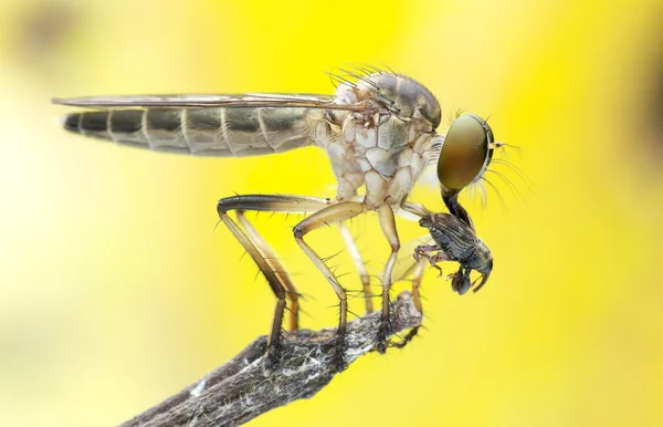 Ribber Fly With Prey 2 — Stock Photo, Image