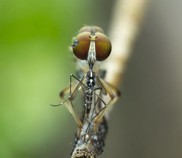 AV 1 ribber sinek — Stok fotoğraf