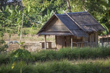 Chiang Mai, Tayland palmiye ağaçları ile ormanda yolda kulübe