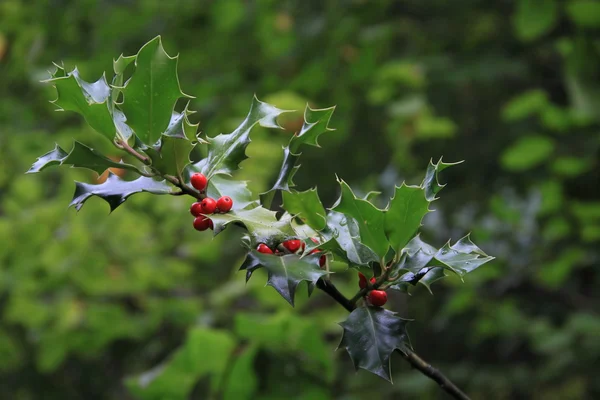 Common holly with berries — Stock Photo, Image