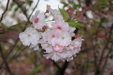 Işık-pembe kiraz çiçekleri
