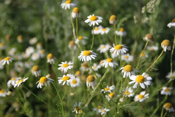 Chamomile meadow in summer — Stock Photo, Image