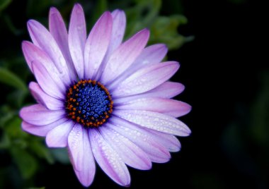 Mor dahlia yakın çekim