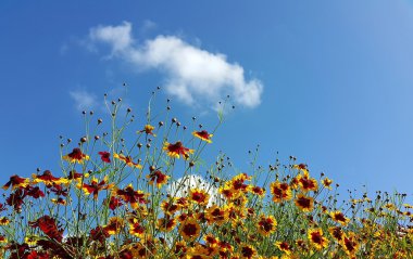 Mavi gökyüzü arka plan üzerinde kırmızı sarı gaillardia çiçekler