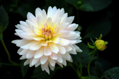 Beyaz Yıldız çiçeği ve tomurcuk bahçe içinde