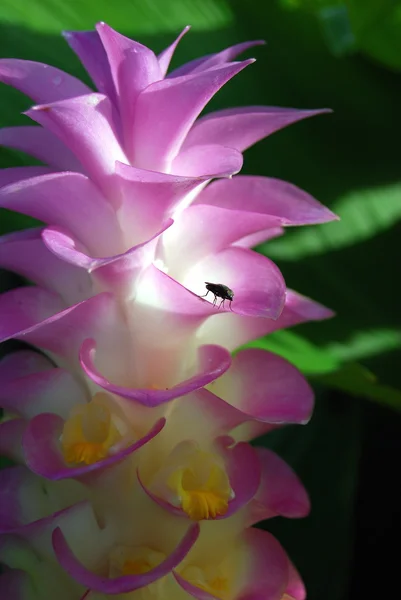 Petit insecte sur fleur de tulipe siam rose — Photo