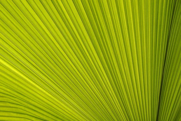 Línea y textura de la hoja de palma verde — Foto de Stock