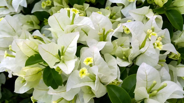 緑の葉と白いブーゲンビリアの花 — ストック写真